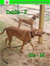 adoptable Dog in pensacola, FL named Iris