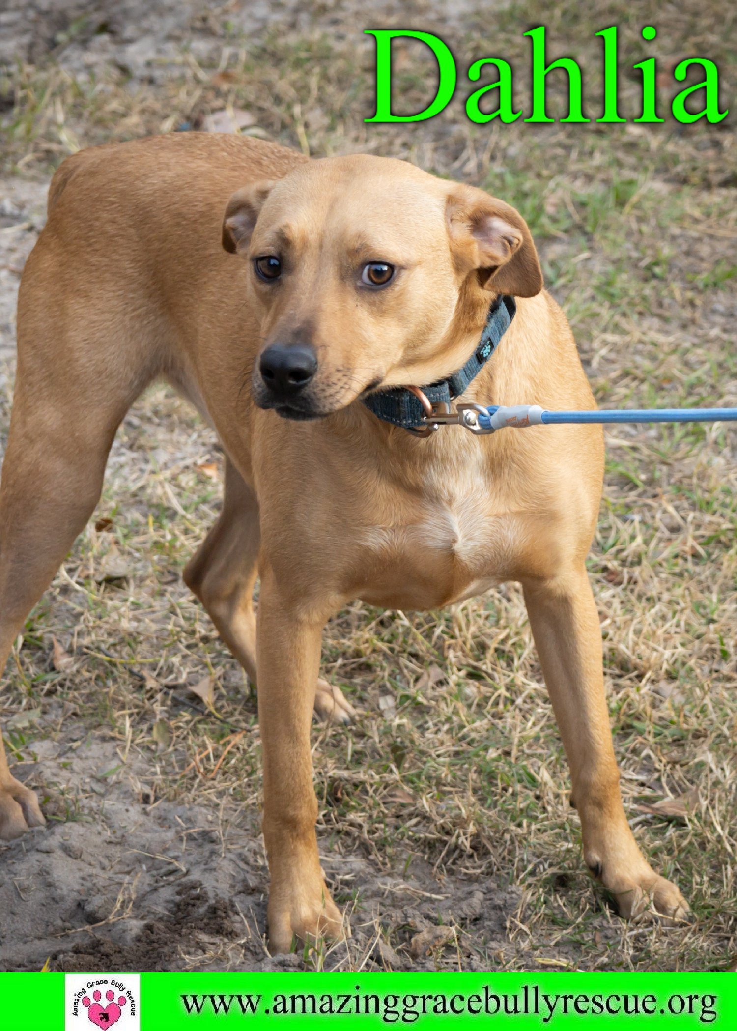 adoptable Dog in Pensacola, FL named Dahlia