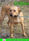 adoptable Dog in pensacola, fl, FL named Dahlia