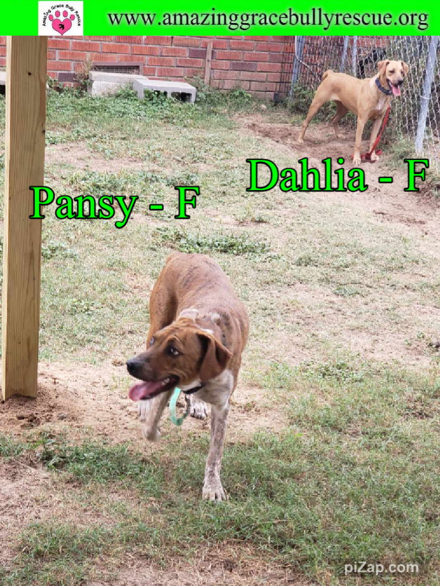 adoptable Dog in Pensacola, FL named Pansy