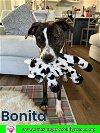adoptable Dog in  named Bonita fka Kavala