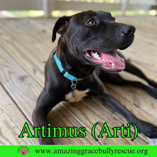 Artimus aka Artie