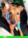 adoptable Dog in pensacola, FL named Aston