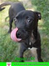 adoptable Dog in pensacola, FL named Jaguar