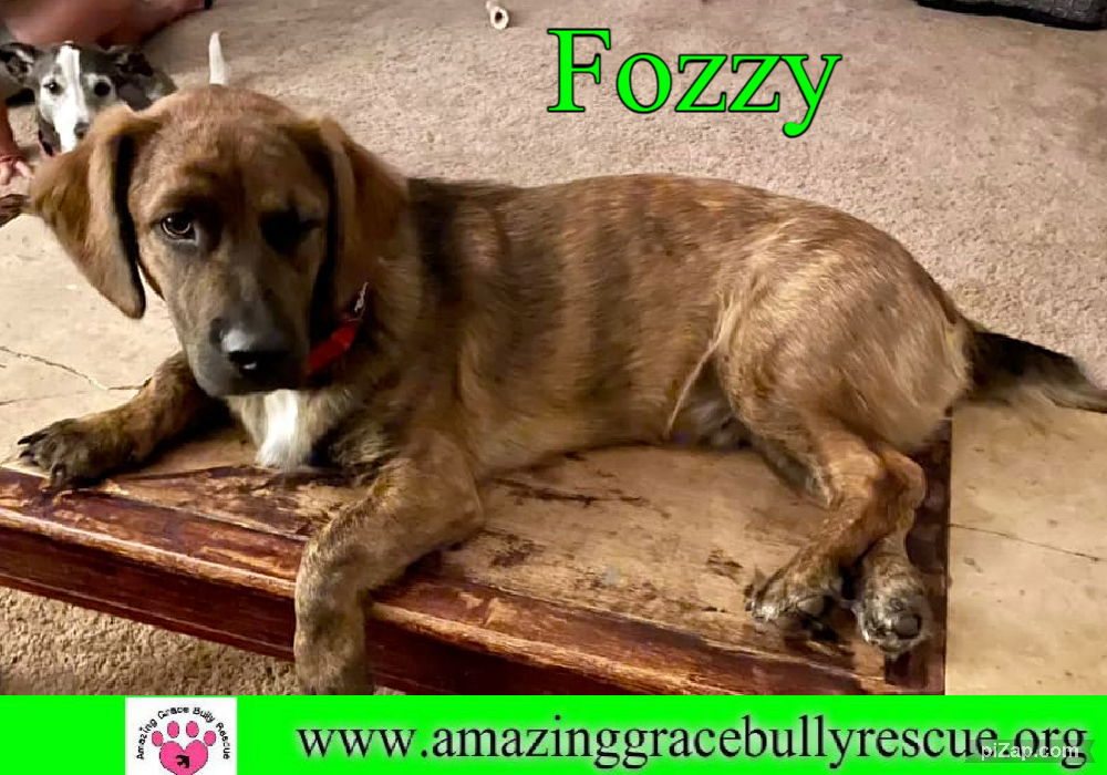 adoptable Dog in Pensacola, FL named Fozzy