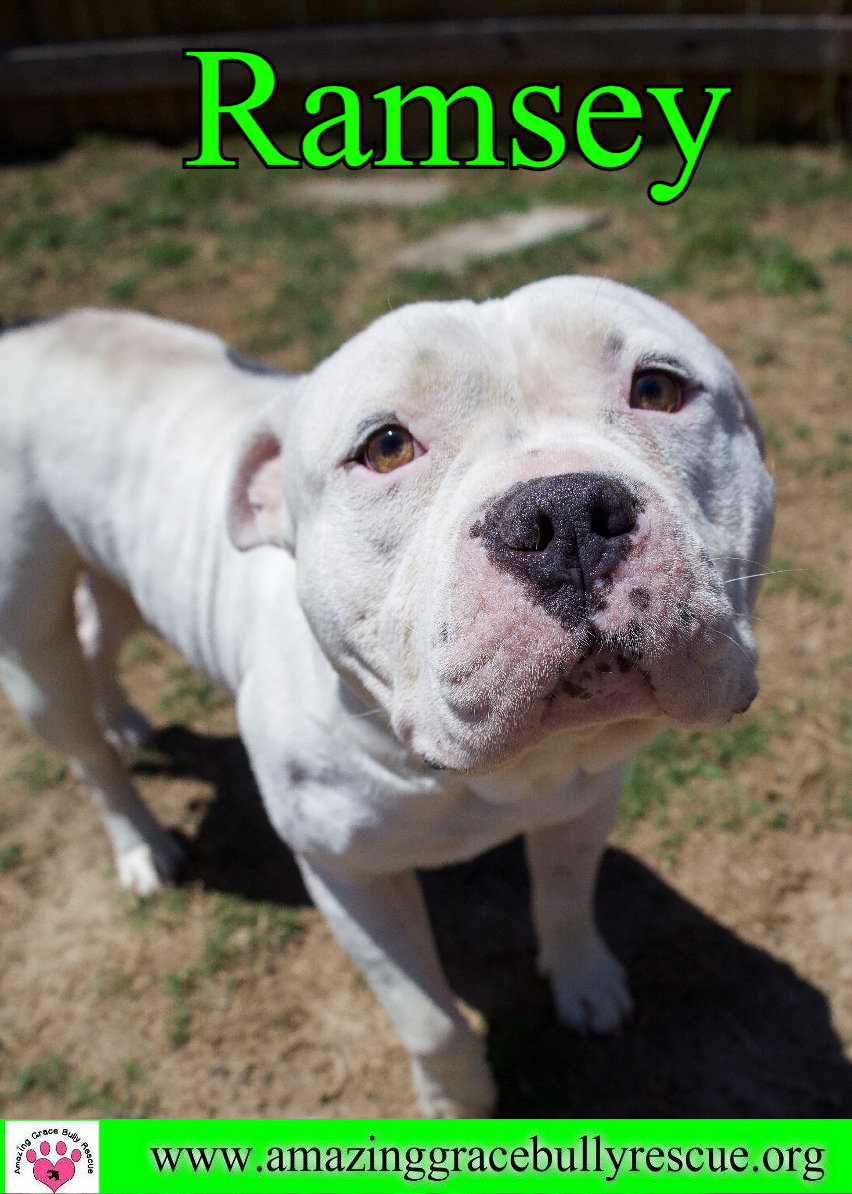 Dog for Adoption Ramsey, a American Bulldog in Woodlawn Beach, FL