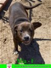 adoptable Dog in pensacola, FL named Mia