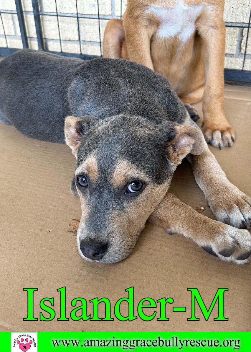 Dog for Adoption Islander, a Black Mouth Cur in Mary Esther, FL