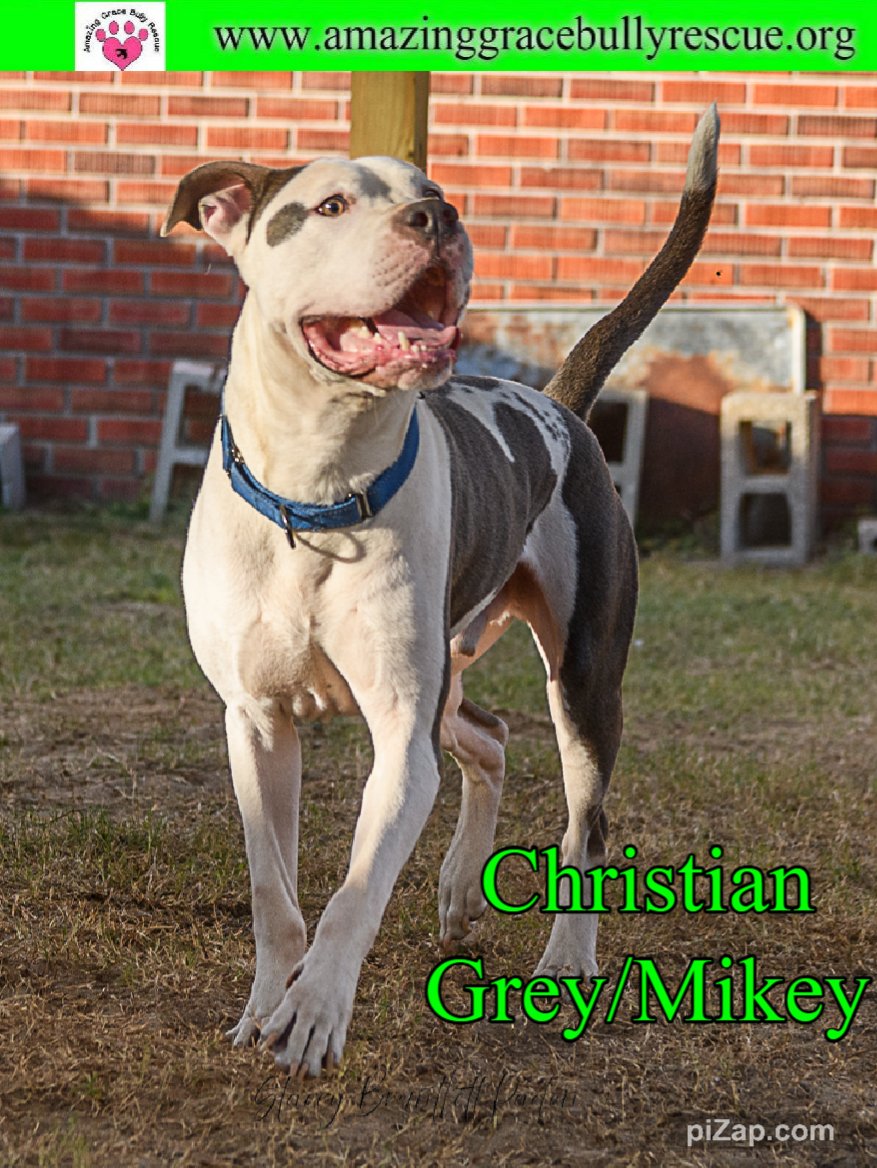 adoptable Dog in Pensacola, FL named Christian Grey/Mikey
