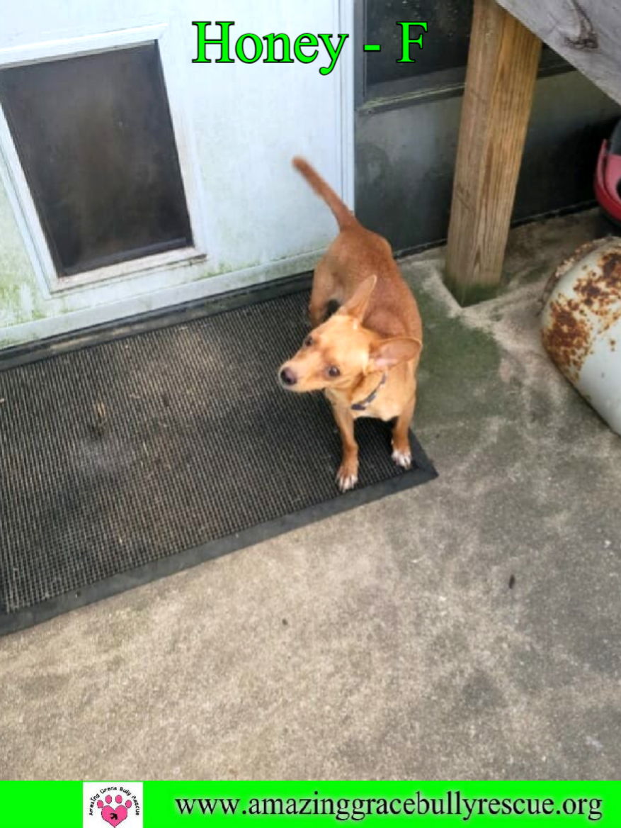 Dog for Adoption - Honey, a Chihuahua in Escambia County, FL | Alpha Paw