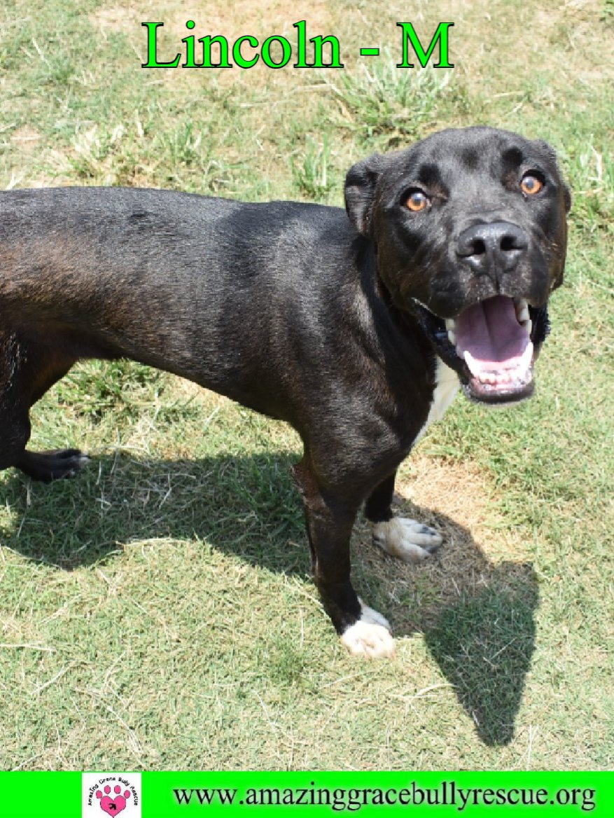 adoptable Dog in Pensacola, FL named Lincoln