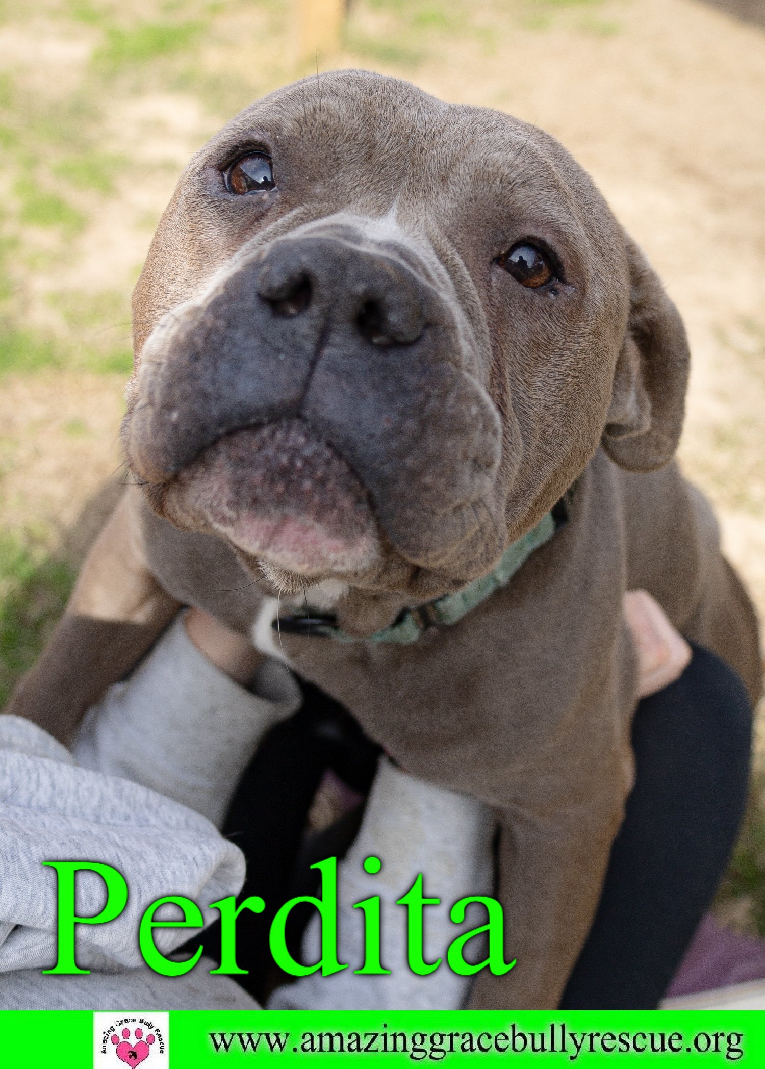 adoptable Dog in Pensacola, FL named Perdita
