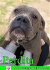 adoptable Dog in pensacola, FL named Perdita