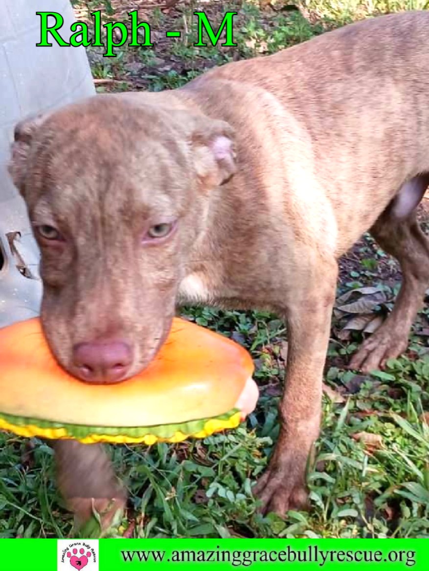 adoptable Dog in Pensacola, FL named Ralph