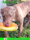 adoptable Dog in pensacola, FL named Ralph