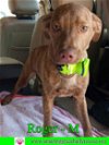 adoptable Dog in pensacola, FL named Roger