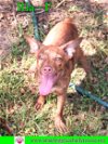 adoptable Dog in pensacola, FL named Ria