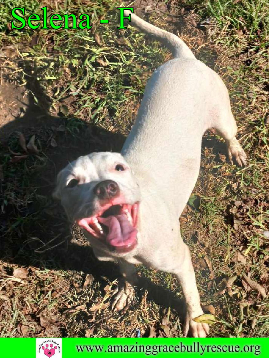 adoptable Dog in Pensacola, FL named Selena Alba