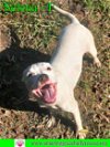 adoptable Dog in pensacola, FL named Selena Alba
