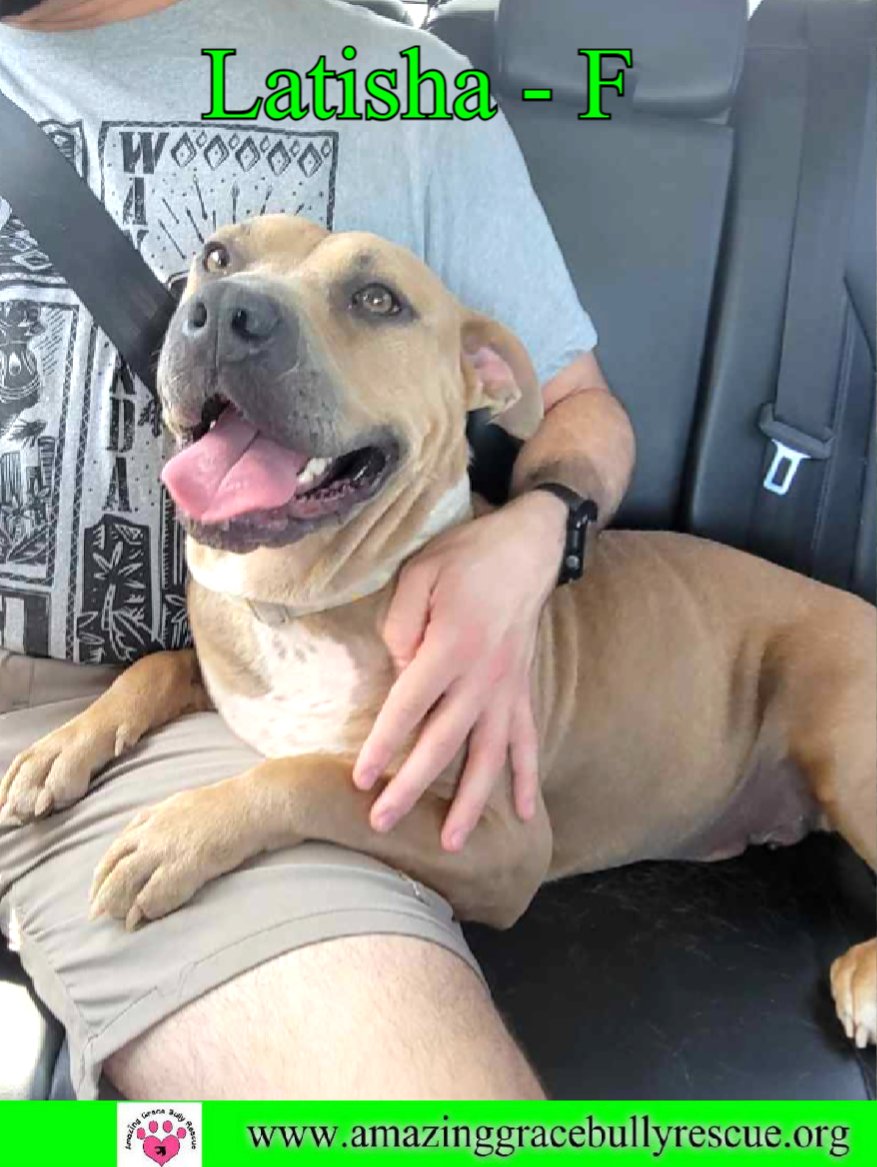 adoptable Dog in Pensacola, FL named Latisha