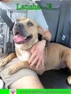 adoptable Dog in pensacola, FL named Latisha