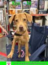 adoptable Dog in pensacola, FL named Rex