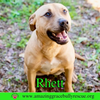 Rhett