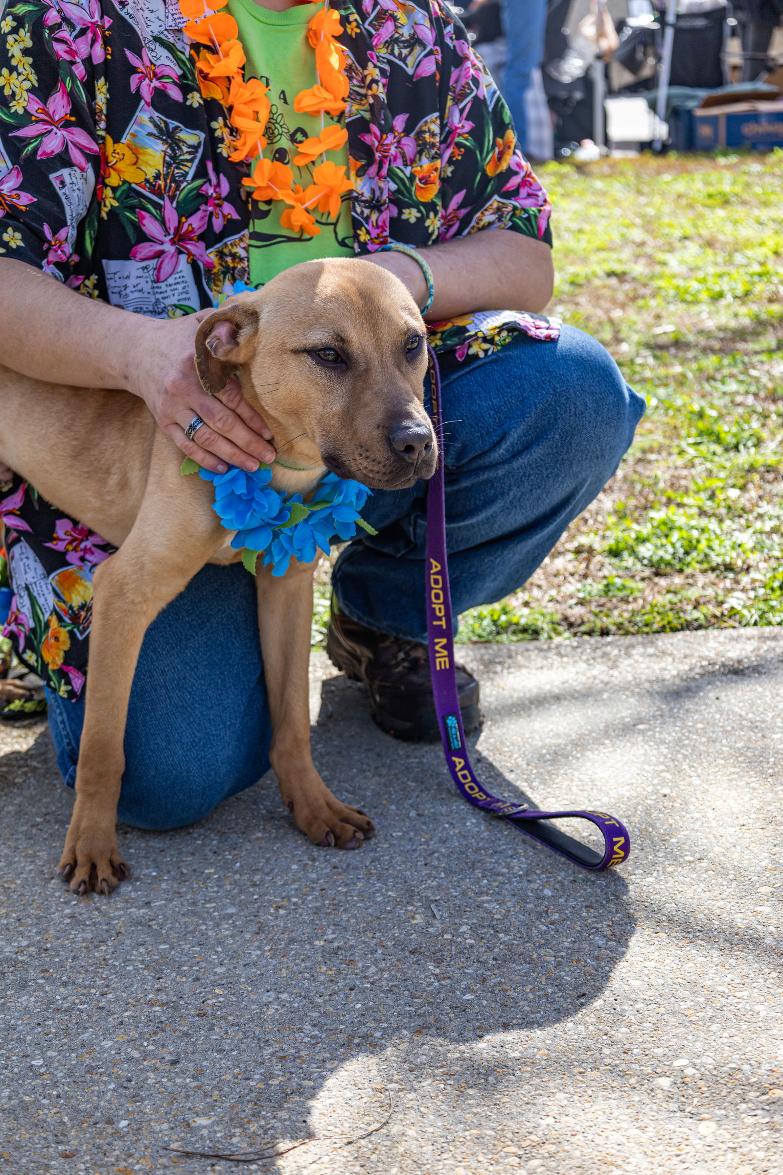 adoptable Dog in Pensacola, FL named Rhett