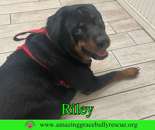 Riley