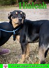 adoptable Dog in pensacola, FL named Hialeah