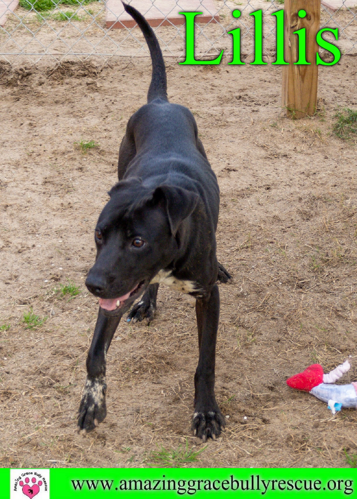 adoptable Dog in Pensacola, FL named Lillis
