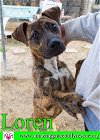 adoptable Dog in pensacola, FL named Loren