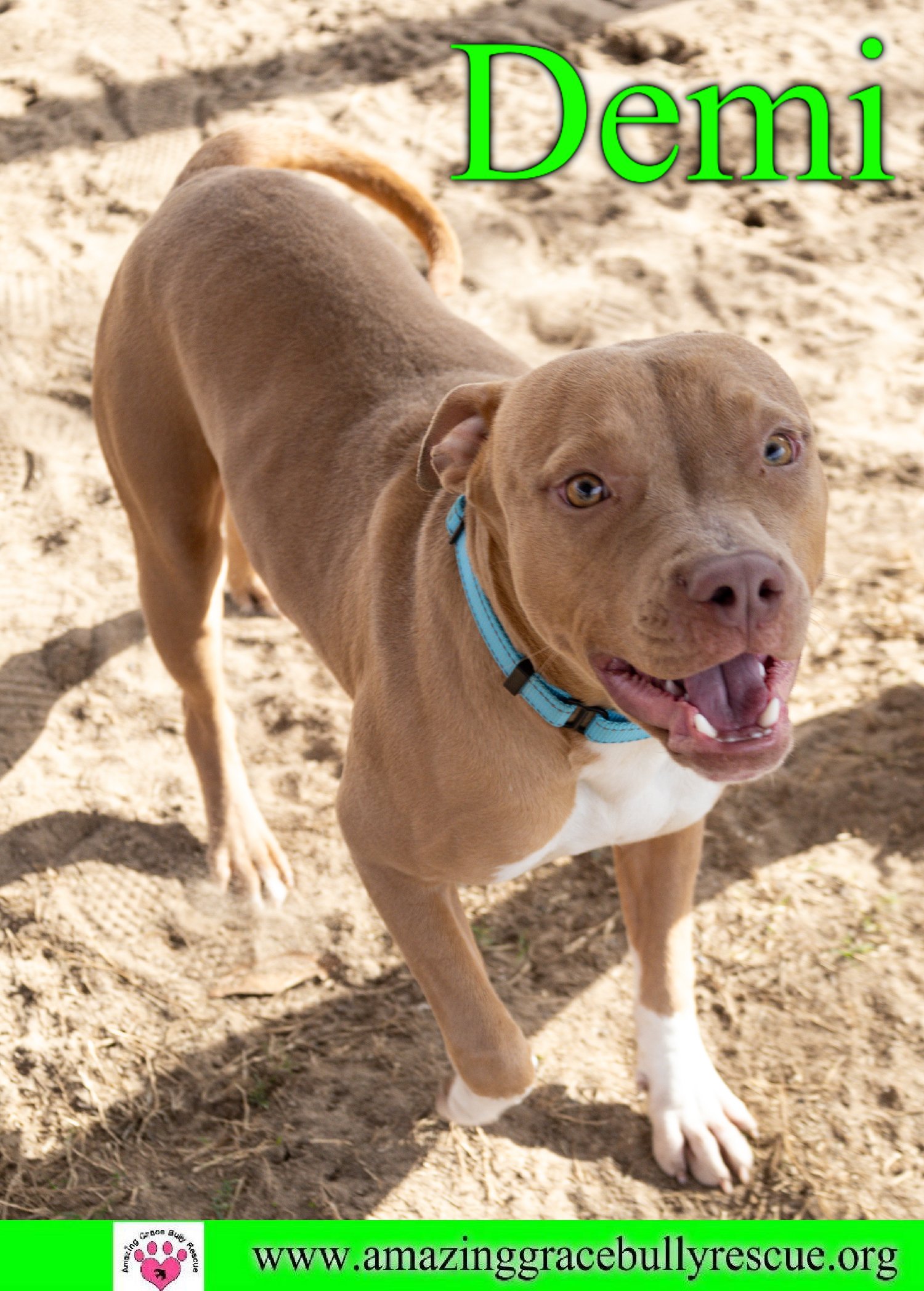 adoptable Dog in Pensacola, FL named Demi