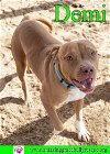adoptable Dog in pensacola, fl, FL named Demi