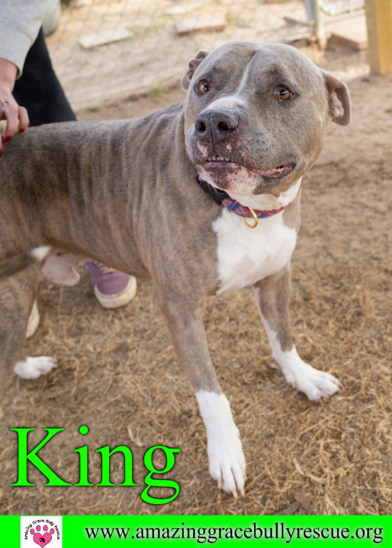 adoptable Dog in Pensacola, FL named King