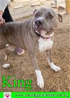 adoptable Dog in  named King