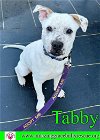adoptable Dog in pensacola, FL named Tabby