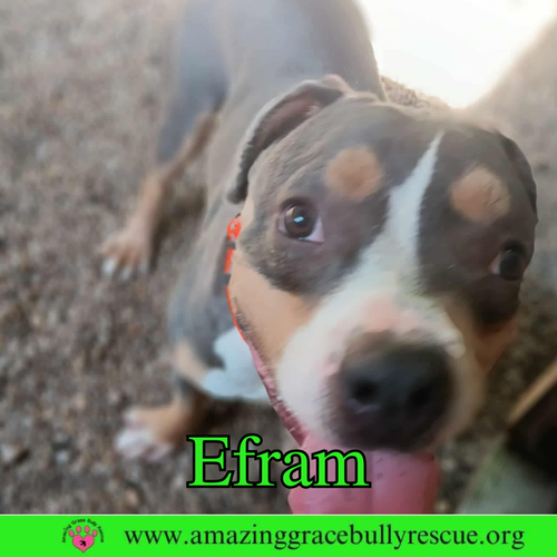 EFRAM - American Bulldog available for adoption