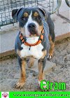 adoptable Dog in pensacola, fl, FL named Efram