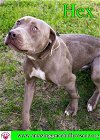 adoptable Dog in pensacola, FL named Hex