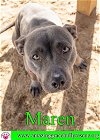 adoptable Dog in pensacola, FL named Maren