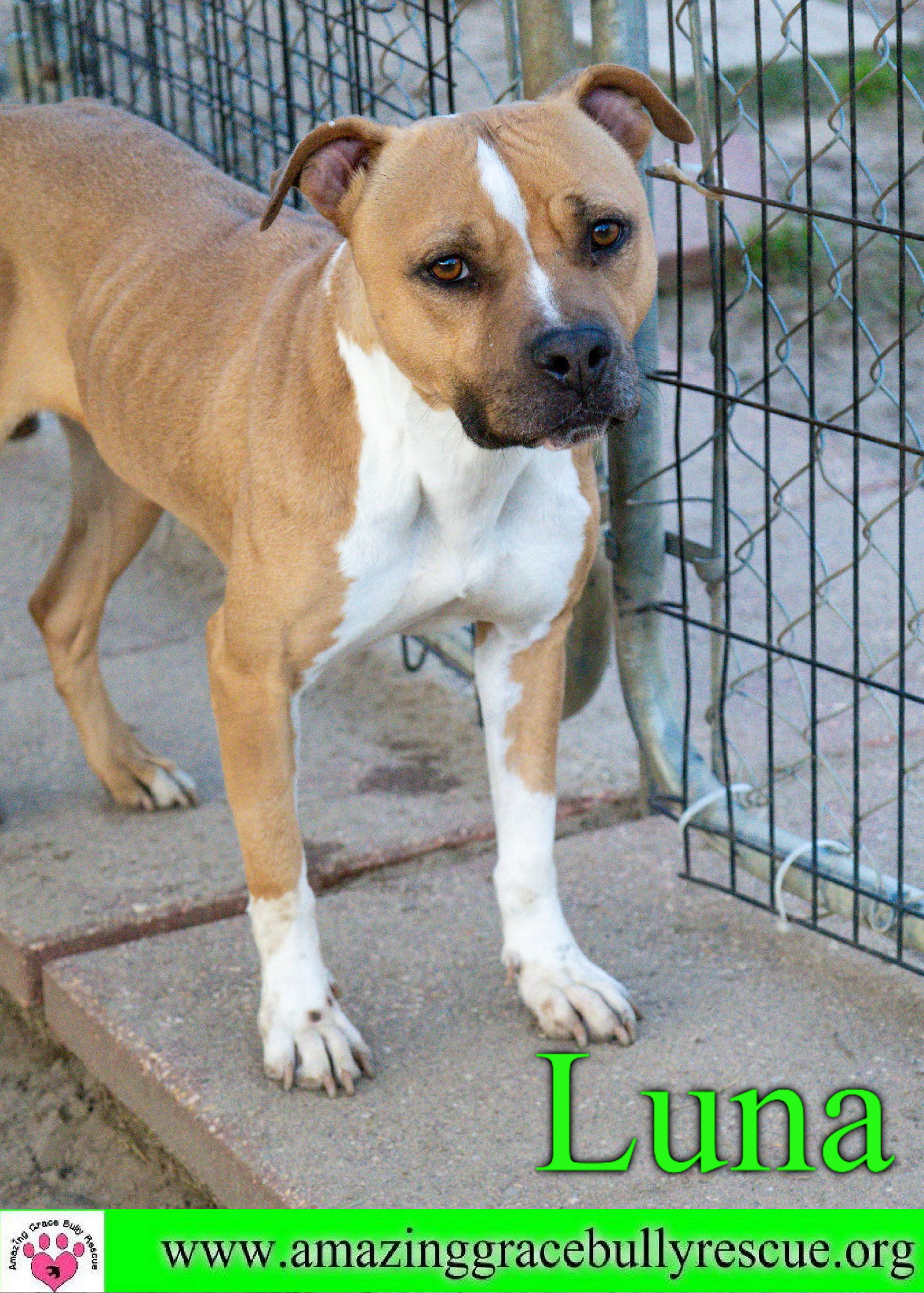 adoptable Dog in Pensacola, FL named Luna