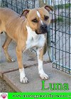 adoptable Dog in pensacola, FL named Luna