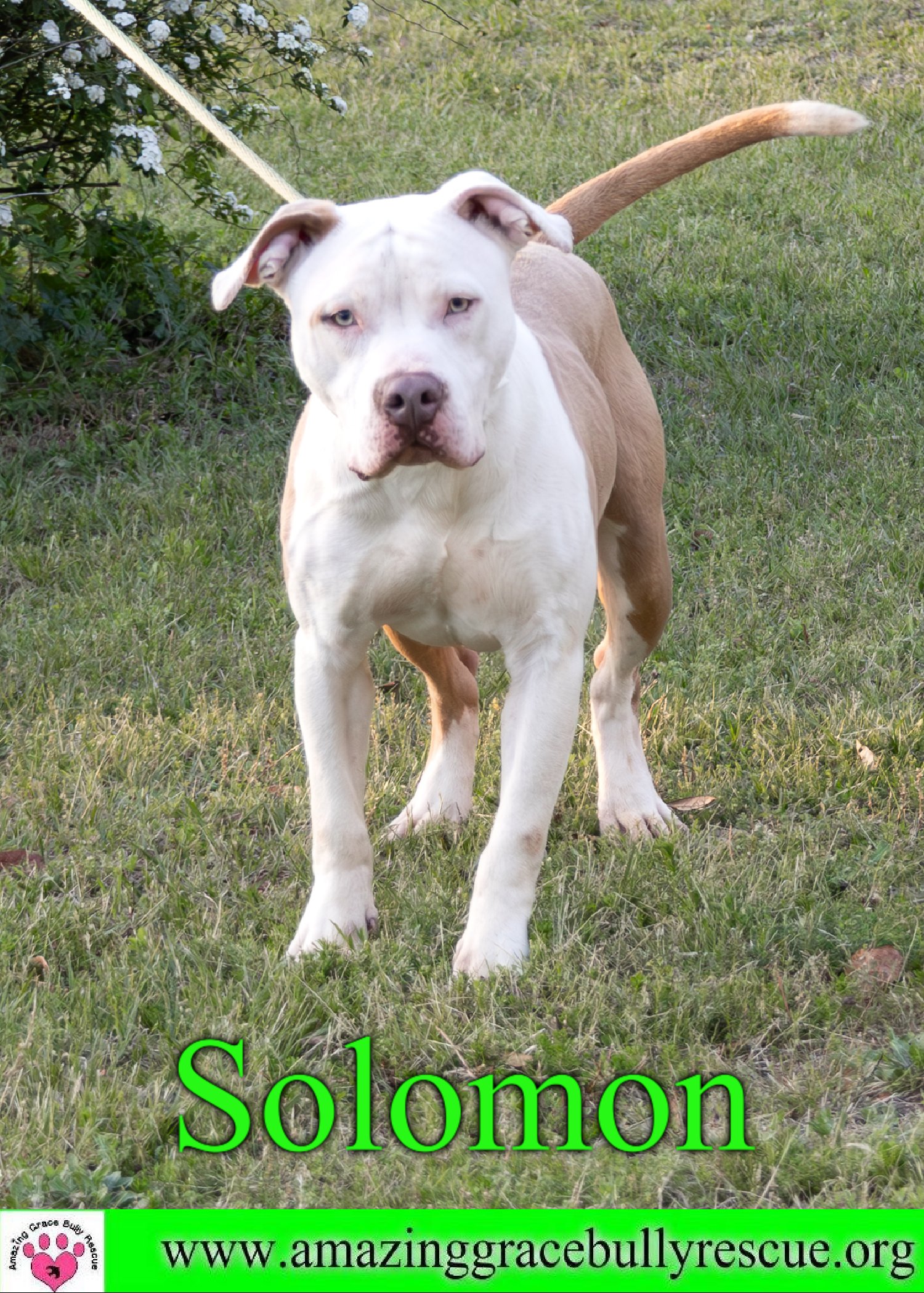 adoptable Dog in Pensacola, FL named Solomon