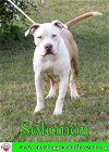adoptable Dog in pensacola, FL named Solomon