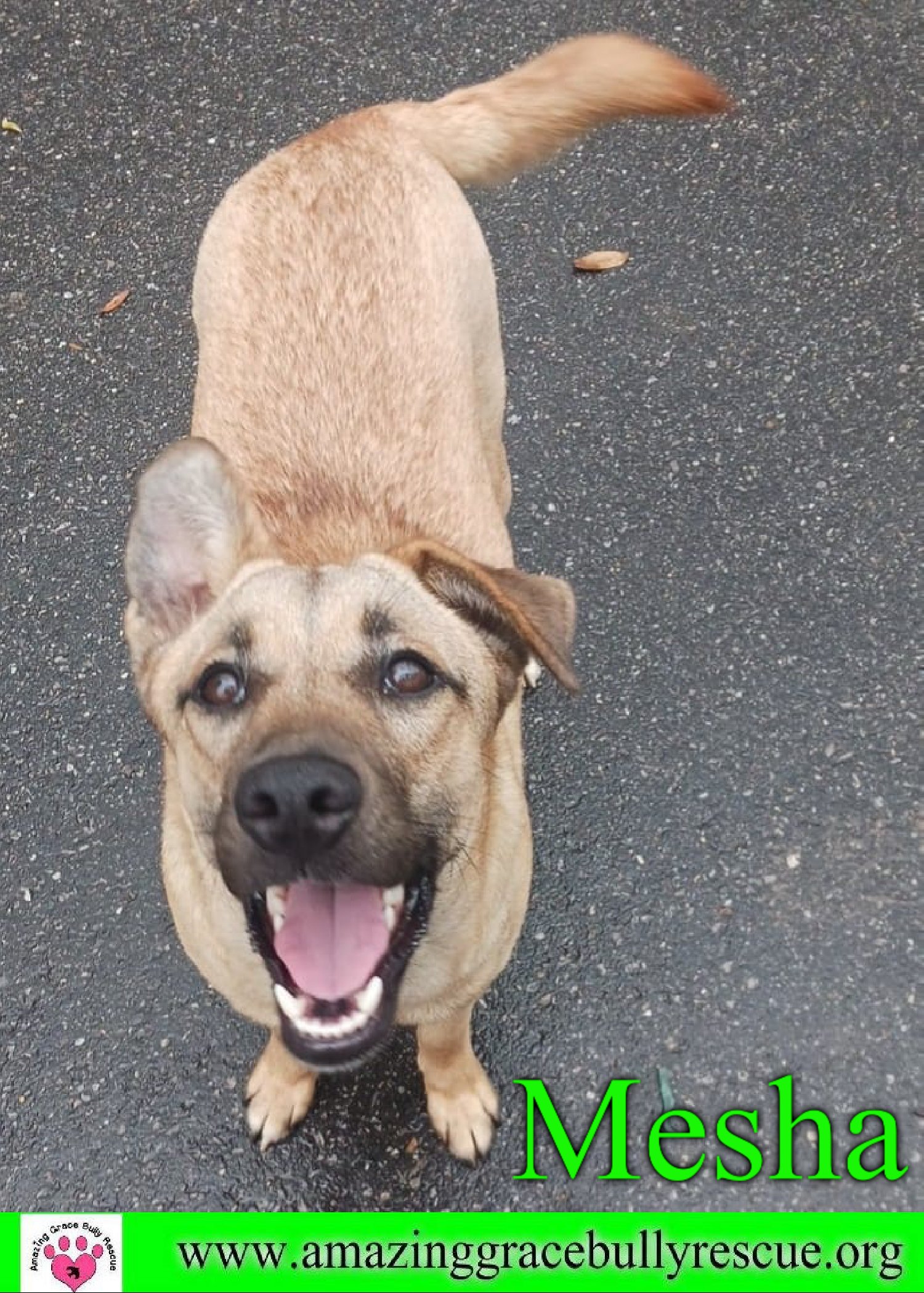 adoptable Dog in Pensacola, FL named Mesha