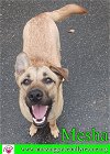 adoptable Dog in pensacola, FL named Mesha