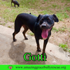 adoptable Dog in Pensacola, FL named Gotti
