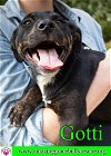 adoptable Dog in pensacola, FL named Gotti