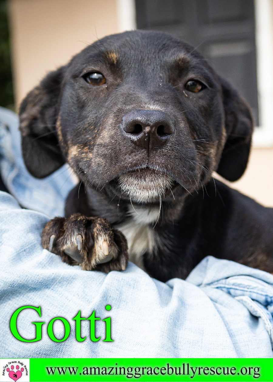 Gotti